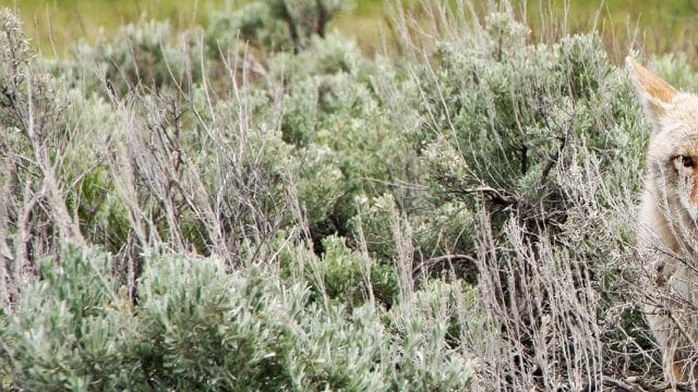 coyotes in nevada