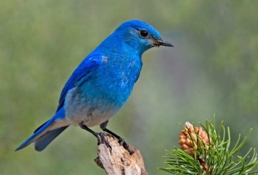 Bird Walk & Watch Sat. June 27th 8am-10am